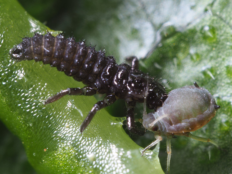 Adalia larvae